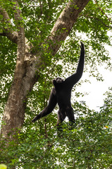 Black gibbon climbing tree