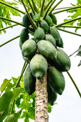 Green papayas on tree