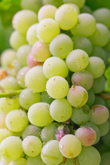 fresh ripe grapes on the nature