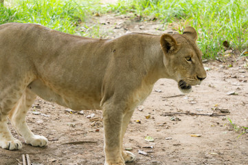 Naklejka premium Fierce