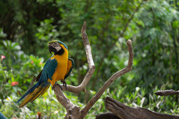Obraz premium Yellow bird