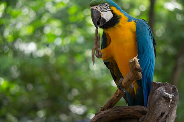 one bird