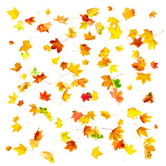 Naklejka premium Multi colored falling autumn maple leaves isolated on white