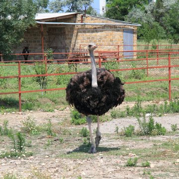 Ostrich on the farm