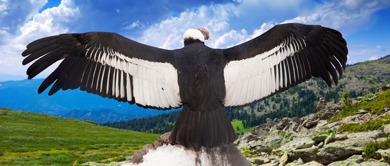 Andean condor