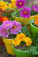 colorful flowers in pots
