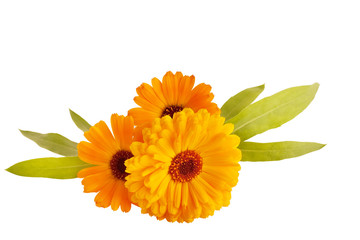 Marigold flower isolated on a white background
