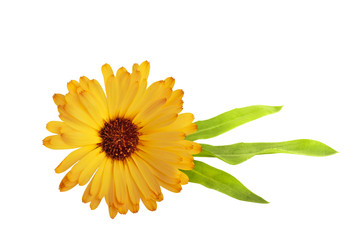 Marigold flower isolated on a white background