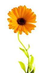 Marigold flower isolated on a white background