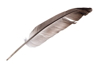 Fototapeta premium single dark grey feather isolated on white