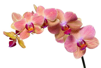 Fototapeta na wymiar pink and orange orchid branch on white