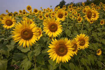 Fototapeta premium Sunflower059