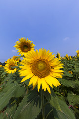Sunflower131