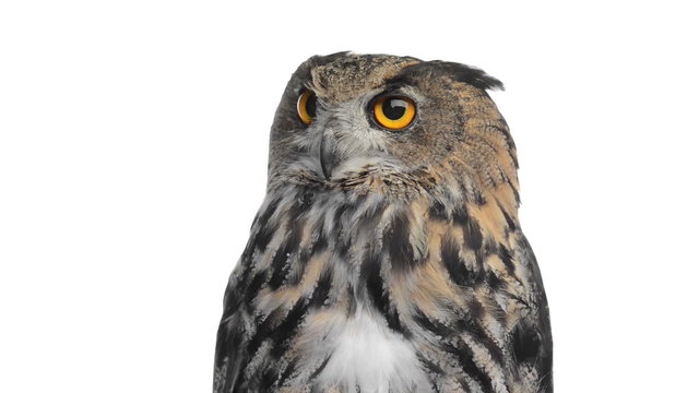 Close-up of an Eurasian eagle owl looking around