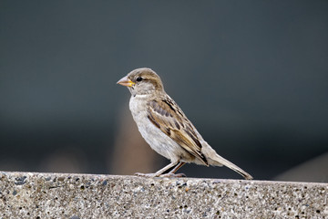 House sparrow, Passer domesticus