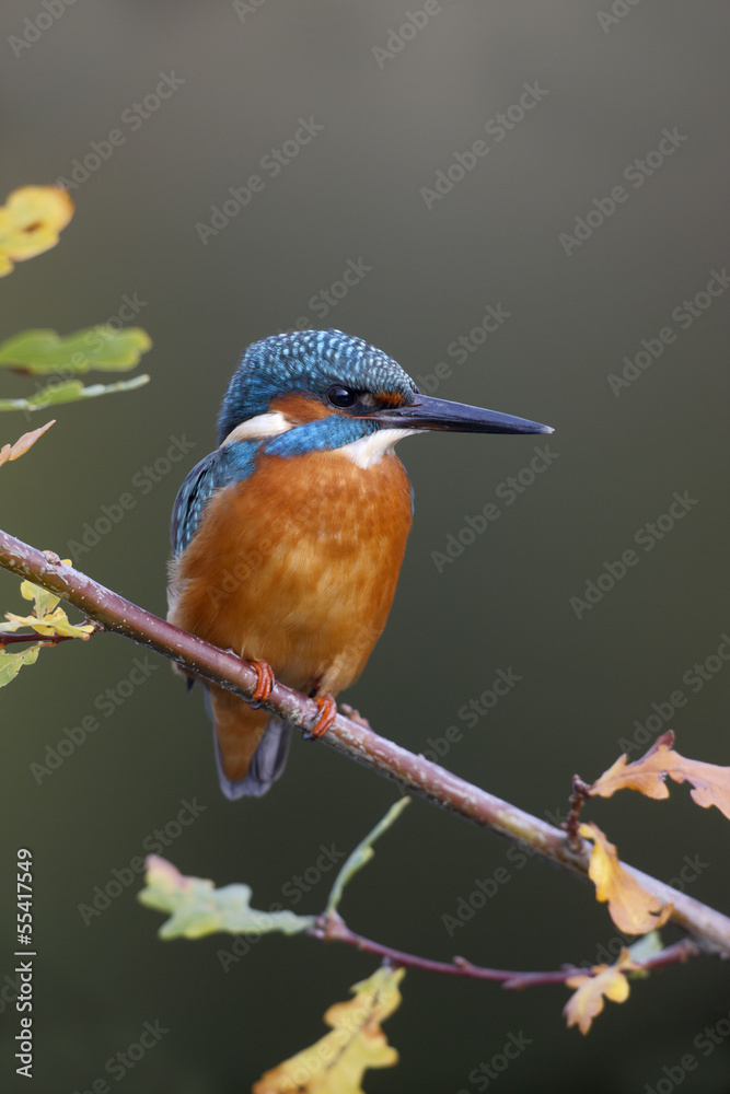 Poster Kingfisher, Alcedo atthis