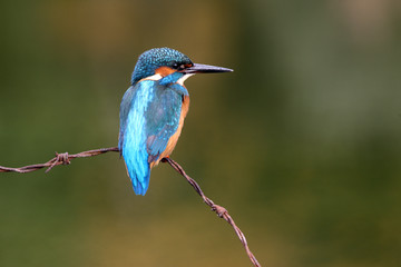 Fototapeta premium Kingfisher, Alcedo atthis