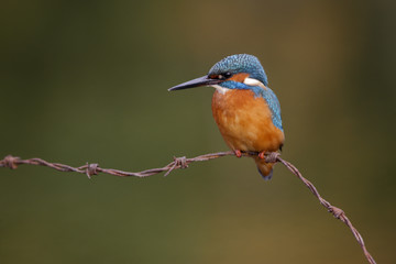 Kingfisher, Alcedo atthis