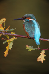 Kingfisher, Alcedo atthis