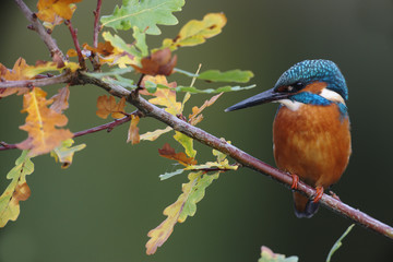 Kingfisher, Alcedo atthis