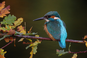 Kingfisher, Alcedo atthis