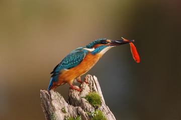 Kingfisher, Alcedo atthis