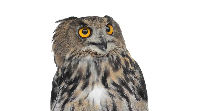 Close-up of an Eurasian eagle owl looking around