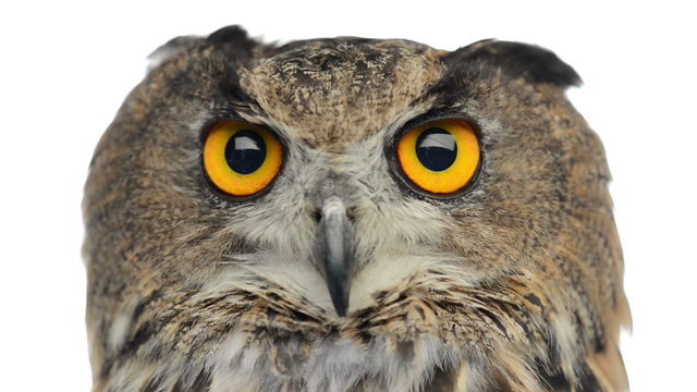 Close-up of an Eurasian eagle owl looking at the camera