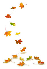 Fototapeta premium Maple autumn leaves falling to the ground, on white background.
