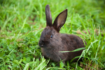 Rabbit on the grass