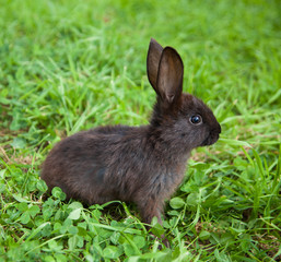 Naklejka na ściany i meble Rabbit on the grass