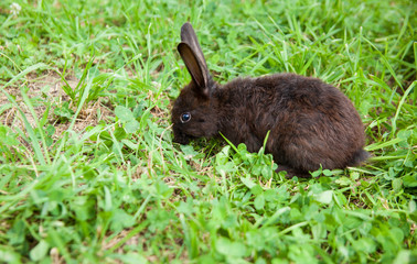 Rabbit on the grass