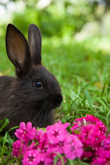 Rabbit on the grass