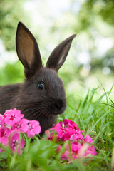 Fototapeta premium Rabbit on the grass