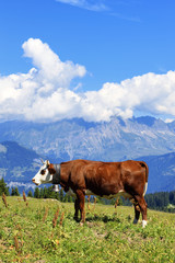 Fototapeta na wymiar alpine cow