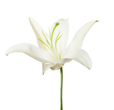 white lily isolated on a white background.