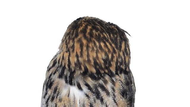 Close-up of Eurasian eagle owl looking around