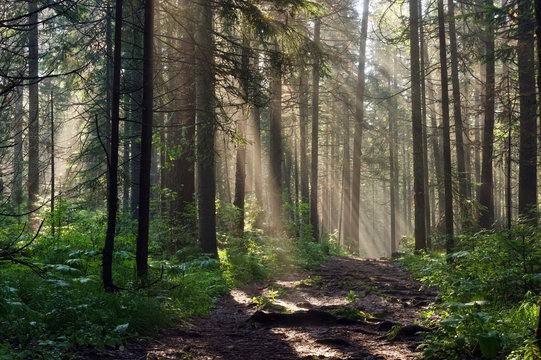 Fototapeta Morning in the deep forest