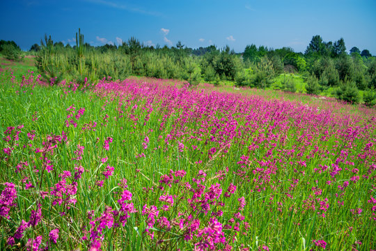 rural landscape with a blossoming meadow