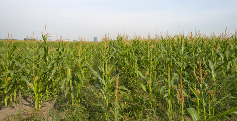 Fototapeta premium Corn growing on a field in summer