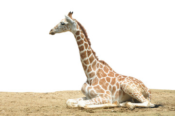 Obraz na płótnie Canvas Giraffe