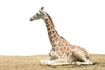 Crédence de cuisine en verre imprimé Girafe Giraffe