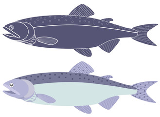 Obraz premium Humpback salmon