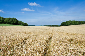 Getreidefeld Erntereif