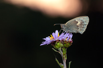 Gossamer Winged Butterfly in the seting sun