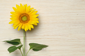 Sonnenblume auf Holzhintergrund