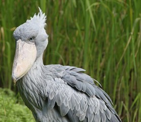Portrait Schuhschnabel