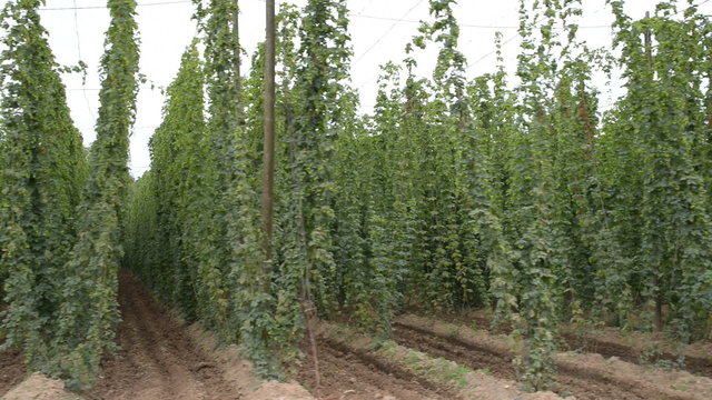 hop-garden