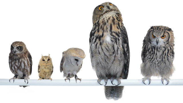 Group of Owls perched and looking around