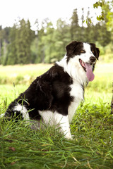 Border Collie in der Natur